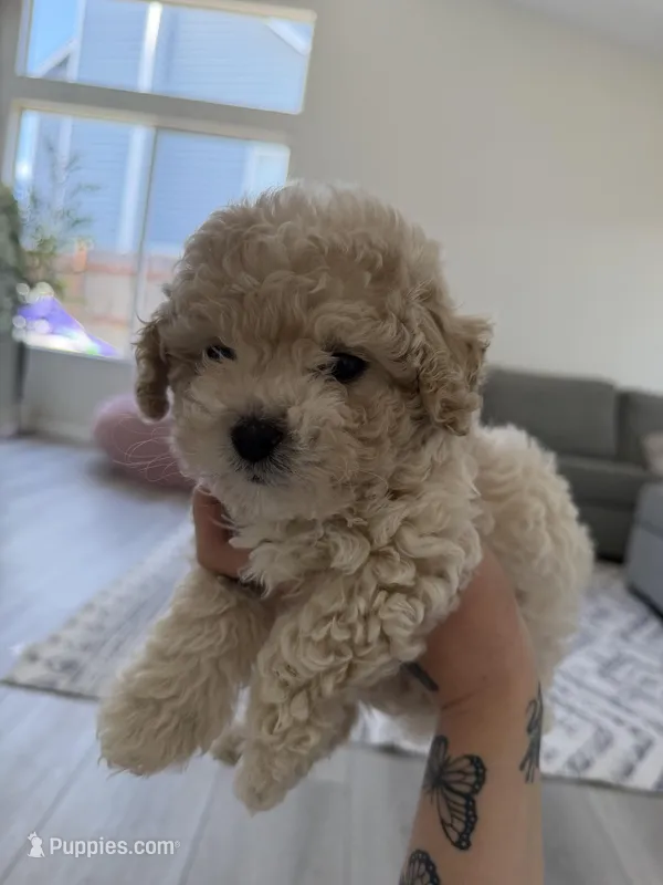 Bear – Poodle - Toy  puppy for sale in Grass Valley, CA