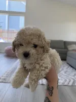 Bear, a male Poodle - Toy  for sale in Grass Valley, CA – Photo 3 of 5