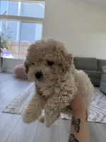 Bear, a male Poodle - Toy  for sale in Grass Valley, CA – Photo 2 of 5