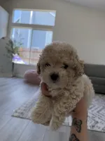 Bear, a male Poodle - Toy  for sale in Grass Valley, CA – Photo 4 of 5