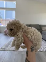 Bear, a male Poodle - Toy  for sale in Grass Valley, CA – Photo 5 of 5