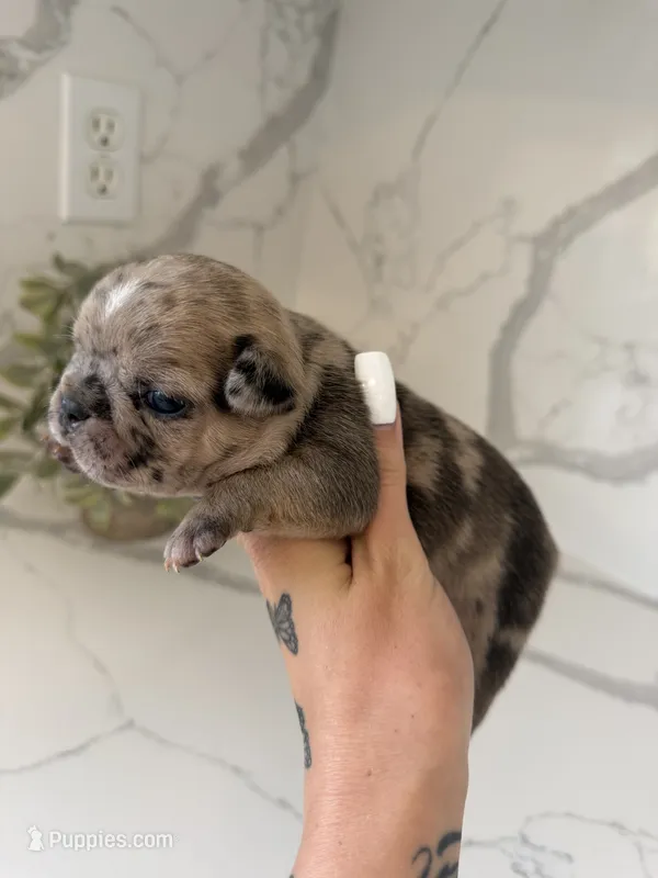 Stormy  – French Bulldog puppy for sale in Grass Valley, CA