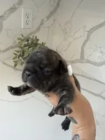 Bentley , a male French Bulldog for sale in Grass Valley, CA – 5 of 5
