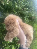 Teddy, a male Poodle - Toy  for sale in Grass Valley, CA – Photo 3 of 3