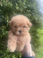 Teddy, a male Poodle - Toy  for sale in Grass Valley, CA – Photo 1 of 3