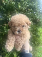Teddy, a male Poodle - Toy  for sale in Grass Valley, CA – Photo 2 of 3