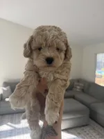 Boy 1 , a male Poodle - Toy  for sale in Grass Valley, CA – 5 of 5
