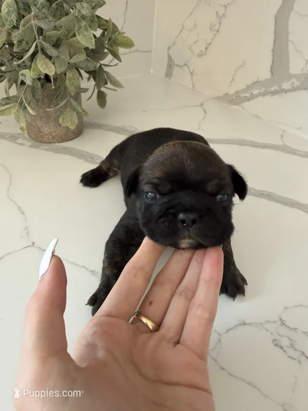 Leo – French Bulldog puppy for sale in Grass Valley, CA