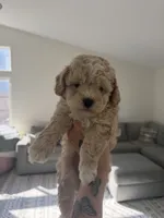 Boy 1 , a male Poodle - Toy  for sale in Grass Valley, CA – 1 of 5