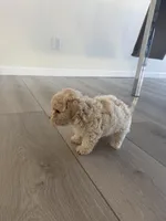 Bear , a male Poodle - Toy  for sale in Grass Valley, CA – Photo 4 of 6