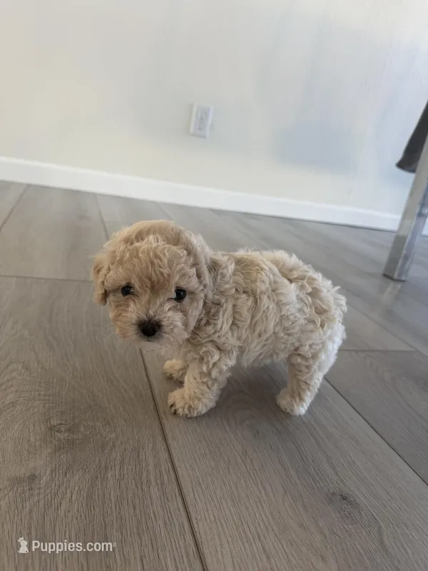 Bear  – Poodle - Toy  puppy for sale in Grass Valley, CA