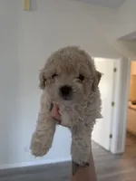 Bear , a male Poodle - Toy  for sale in Grass Valley, CA – Photo 6 of 6