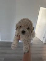 Bear , a male Poodle - Toy  for sale in Grass Valley, CA – Photo 3 of 6