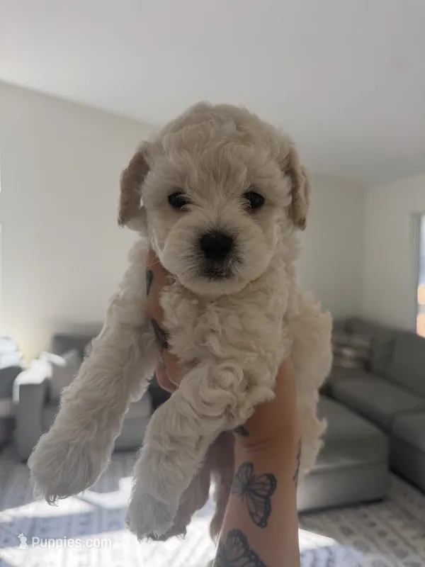 Boy 2  – Poodle - Toy  puppy for sale in Grass Valley, CA