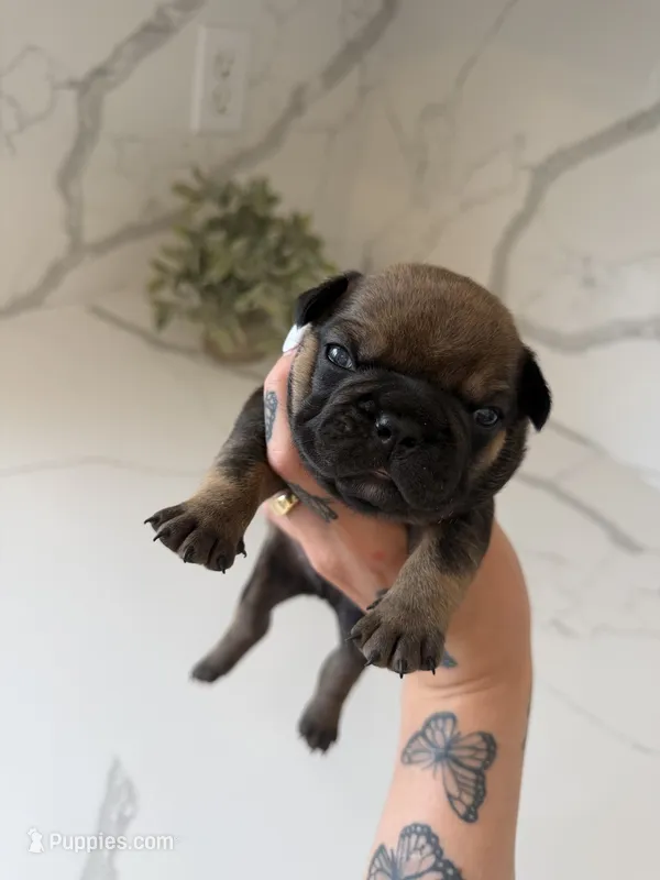 Bruno – French Bulldog puppy for sale in Grass Valley, CA