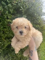 Luna, a female Poodle - Toy  for sale in Grass Valley, CA – Photo 1 of 5