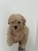 Luna, a female Poodle - Toy  for sale in Grass Valley, CA – Photo 3 of 5