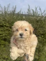 Luna, a female Poodle - Toy  for sale in Grass Valley, CA – Photo 2 of 5