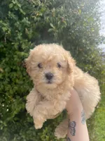 Luna, a female Poodle - Toy  for sale in Grass Valley, CA – Photo 5 of 5