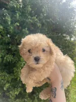 Luna, a female Poodle - Toy  for sale in Grass Valley, CA – Photo 4 of 5