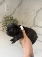 Paris , a female French Bulldog for sale in Grass Valley, CA – 4 of 4