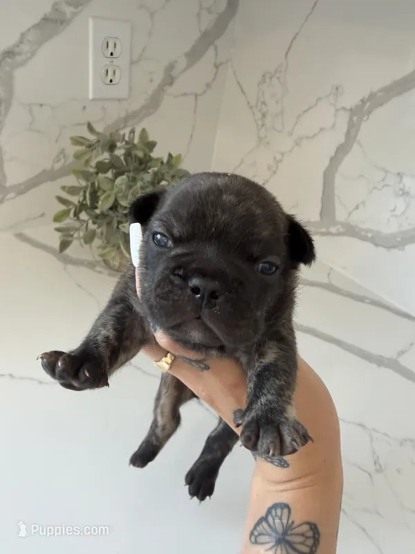 Bentley  – French Bulldog puppy for sale in Grass Valley, CA