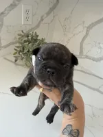 Bentley , a male French Bulldog for sale in Grass Valley, CA – 1 of 5