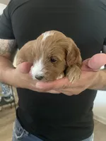 Pepper, a female Cavapoo and Cockapoo for sale in Tucson, AZ – 3 of 3
