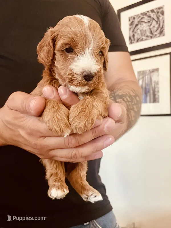 Pepper – Cavapoo, Cockapoo puppy for sale in Tucson, AZ