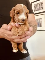 Pepper, a female Cavapoo and Cockapoo for sale in Tucson, AZ – 1 of 3