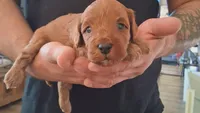 Bo, a male Cavapoo and Cockapoo for sale in Tucson, AZ – 1 of 2