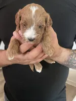 Pepper, a female Cavapoo and Cockapoo for sale in Tucson, AZ – 2 of 3