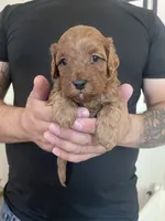 Ginger, a female Cavapoo and Cockapoo for sale in Tucson, AZ – 2 of 3