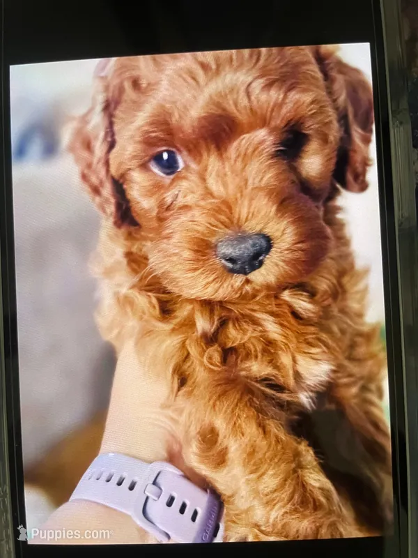 Boe – Cavapoo, Cockapoo puppy for sale in Tucson, AZ