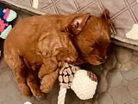 Ginger, a female Cavapoo and Cockapoo for sale in Tucson, AZ – 3 of 3