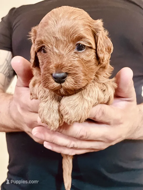 Ginger – Cavapoo, Cockapoo puppy for sale in Tucson, AZ