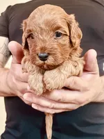 Ginger, a female Cavapoo and Cockapoo for sale in Tucson, AZ – 1 of 3