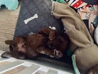 Ace, a male Cavapoo and Cockapoo for sale in Tucson, AZ – 1 of 3