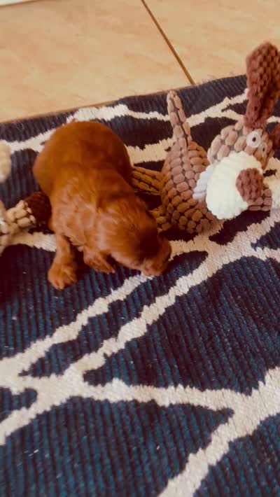 Bo, a male Cavapoo and Cockapoo for sale in Tucson, AZ – 2 of 2