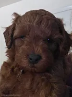 Boe/Ace, a male Cavapoo and Cockapoo for sale in Tucson, AZ – 1 of 4