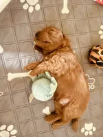 Boe, a male Cavapoo and Cockapoo for sale in Tucson, AZ – 2 of 3