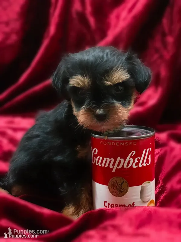 Dorian teacup tiny toy – Miniature Schnauzer puppy for sale in Kentucky, KY