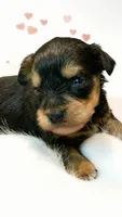 Dorian teacup tiny toy, a male Miniature Schnauzer for sale in Kentucky, KY – 4 of 8