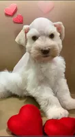 Queen Bea, a female Miniature Schnauzer for sale in Kentucky, KY – 3 of 4