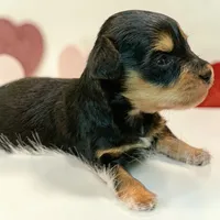 Dorian teacup tiny toy, a male Miniature Schnauzer for sale in Kentucky, KY – 3 of 8