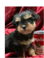 Dorian teacup tiny toy, a male Miniature Schnauzer for sale in Kentucky, KY – 6 of 8