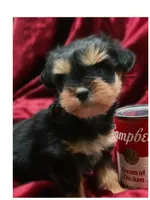 Dorian teacup tiny toy, a male Miniature Schnauzer for sale in Kentucky, KY – 8 of 8