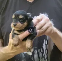 Dorian teacup tiny toy, a male Miniature Schnauzer for sale in Kentucky, KY – 2 of 8