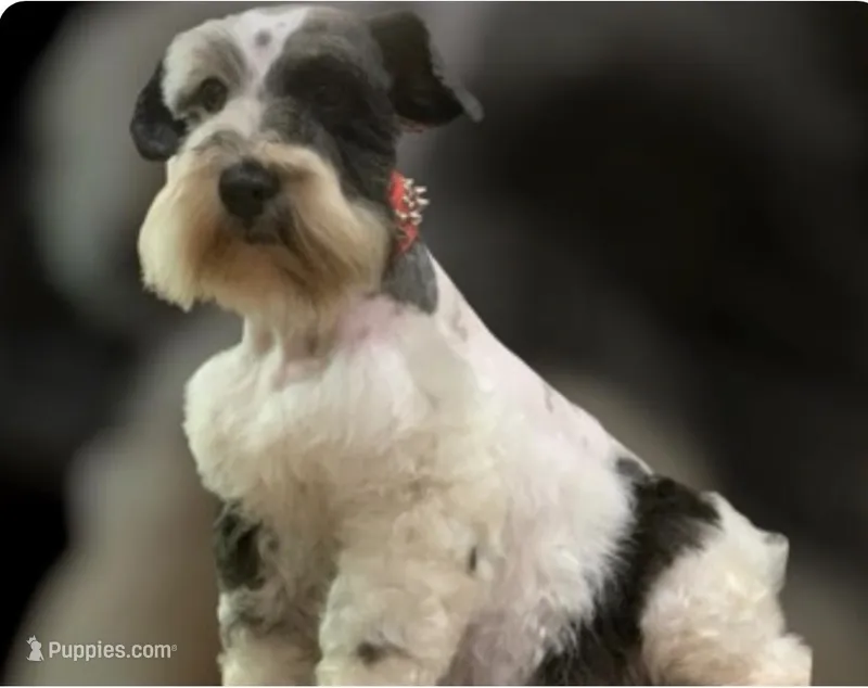 Panda – Miniature Schnauzer puppy for sale in Kentucky, KY
