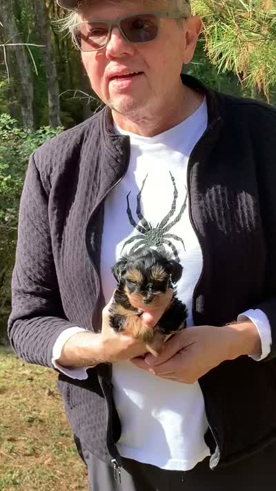 Dorian teacup tiny toy, a male Miniature Schnauzer for sale in Kentucky, KY – 7 of 8